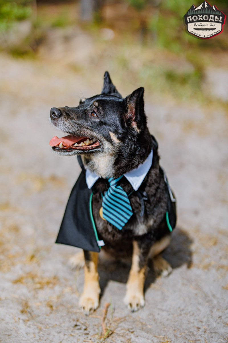Не зря говорят: собака — лучший компаньон. С ней даже на байдарке можно сплавиться. Проверено! Убедились в этом в прошлое воскресенье владельцы мохнатых штурманов, отправившись с ними в путешествие по реке Судогде. Массу ярких фотографий и подробности милейшего события ищите в статье «Ключ-Медиа».