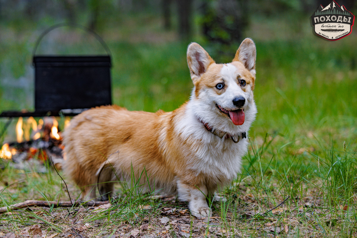 Не зря говорят: собака — лучший компаньон. С ней даже на байдарке можно сплавиться. Проверено! Убедились в этом в прошлое воскресенье владельцы мохнатых штурманов, отправившись с ними в путешествие по реке Судогде. Массу ярких фотографий и подробности милейшего события ищите в статье «Ключ-Медиа».