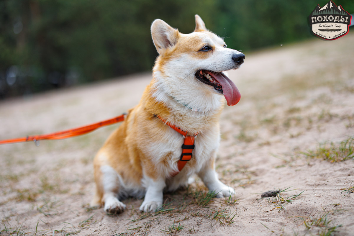 Не зря говорят: собака — лучший компаньон. С ней даже на байдарке можно сплавиться. Проверено! Убедились в этом в прошлое воскресенье владельцы мохнатых штурманов, отправившись с ними в путешествие по реке Судогде. Массу ярких фотографий и подробности милейшего события ищите в статье «Ключ-Медиа».
