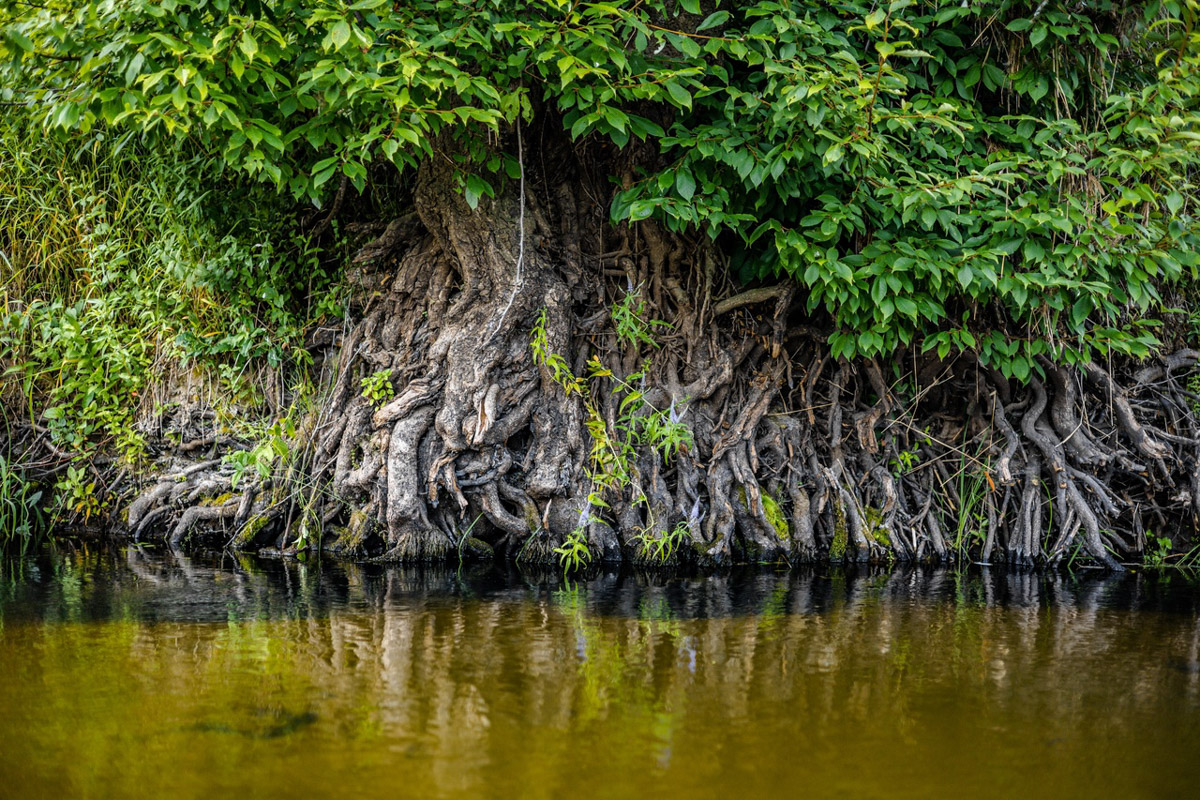 Лето махнуло стартовым флажком, значит, пора предаваться сезонным активностям. В число самых увлекательных по праву входят сплавы на байдарках. Это и ретрит, и физнагрузка, а еще возможность взглянуть на знакомые локации с неожиданного ракурса. Своим личным топом речных красот Владимирской области поделился организатор походов Сергей Петриченко.