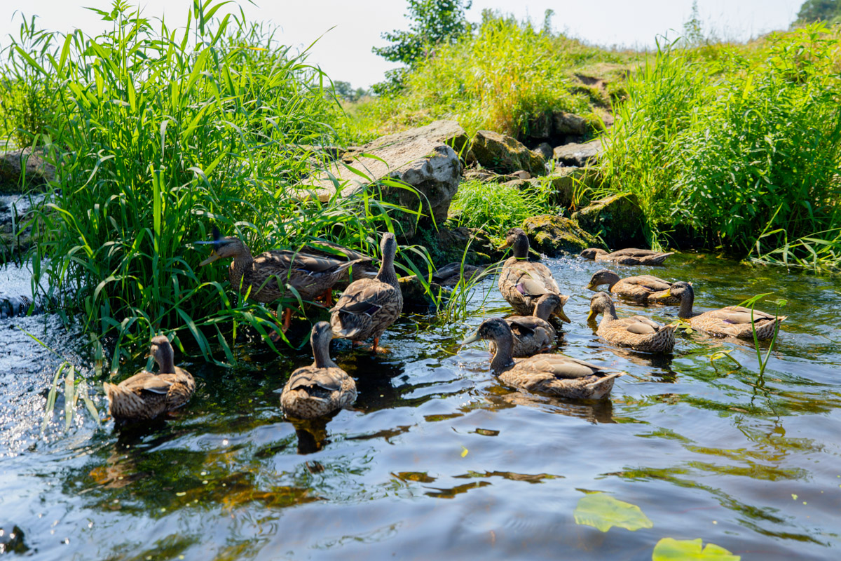 Лето махнуло стартовым флажком, значит, пора предаваться сезонным активностям. В число самых увлекательных по праву входят сплавы на байдарках. Это и ретрит, и физнагрузка, а еще возможность взглянуть на знакомые локации с неожиданного ракурса. Своим личным топом речных красот Владимирской области поделился организатор походов Сергей Петриченко.