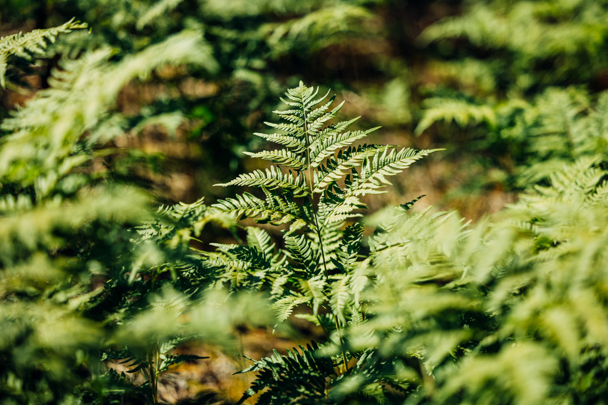 Лето махнуло стартовым флажком, значит, пора предаваться сезонным активностям. В число самых увлекательных по праву входят сплавы на байдарках. Это и ретрит, и физнагрузка, а еще возможность взглянуть на знакомые локации с неожиданного ракурса. Своим личным топом речных красот Владимирской области поделился организатор походов Сергей Петриченко.