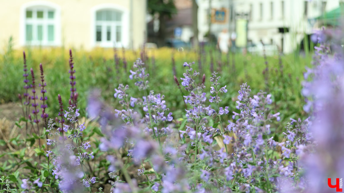 Суздаль продолжает готовиться к тысячелетнему юбилею. Планов по благоустройству много, а вот довольных их выполнением все меньше. Например, жители и гости древнего города обеспокоены реставрацией знаменитой булыжной мостовой. Что еще изменилось в «музее под открытым небом» за последнее время — ищите в нашем материале.