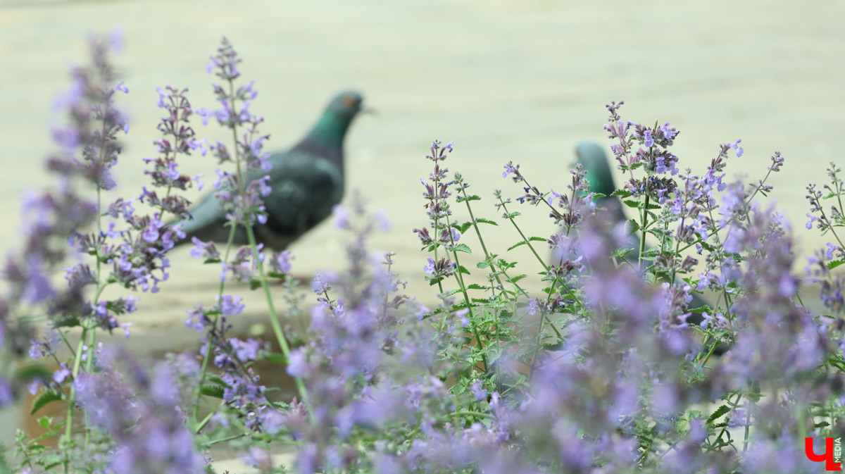 Суздаль продолжает готовиться к тысячелетнему юбилею. Планов по благоустройству много, а вот довольных их выполнением все меньше. Например, жители и гости древнего города обеспокоены реставрацией знаменитой булыжной мостовой. Что еще изменилось в «музее под открытым небом» за последнее время — ищите в нашем материале.