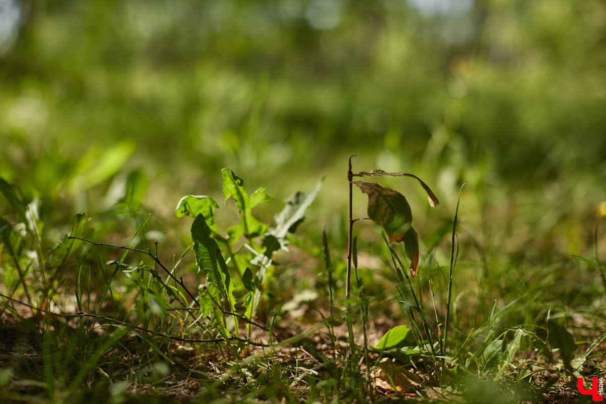 Чем вы занимаетесь в свободное время? Вот, например, Дмитрий Петров из Владимира колесит по региону на велосипеде и сажает дубы. И так уже 15 лет! За эти годы занятие ему не надоело, наоборот, каждое деревце для него маленькая победа. Их на счету молодого человека более трех сотен.