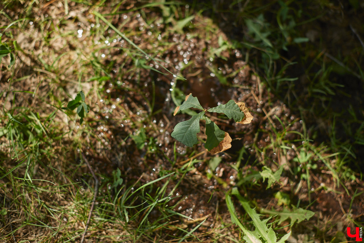 Чем вы занимаетесь в свободное время? Вот, например, Дмитрий Петров из Владимира колесит по региону на велосипеде и сажает дубы. И так уже 15 лет! За эти годы занятие ему не надоело, наоборот, каждое деревце для него маленькая победа. Их на счету молодого человека более трех сотен.
