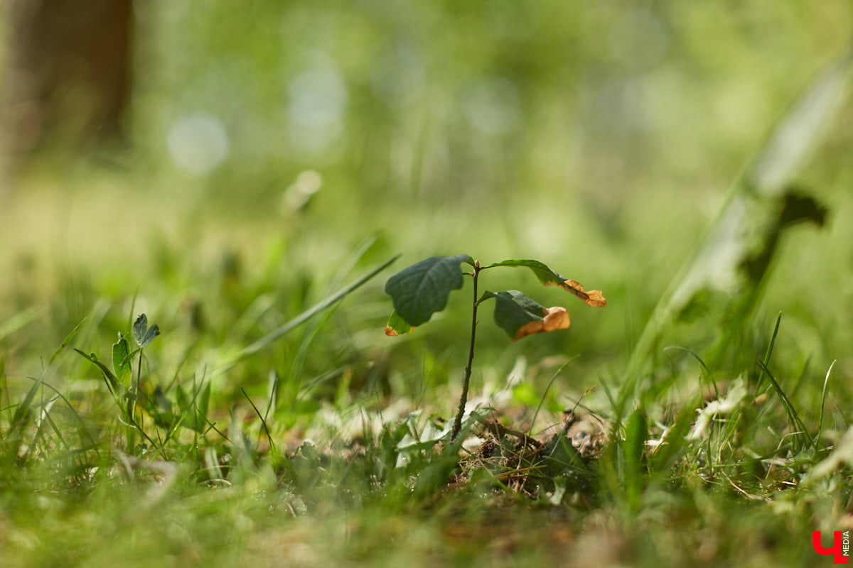 Чем вы занимаетесь в свободное время? Вот, например, Дмитрий Петров из Владимира колесит по региону на велосипеде и сажает дубы. И так уже 15 лет! За эти годы занятие ему не надоело, наоборот, каждое деревце для него маленькая победа. Их на счету молодого человека более трех сотен.