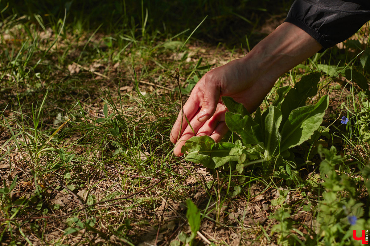 Чем вы занимаетесь в свободное время? Вот, например, Дмитрий Петров из Владимира колесит по региону на велосипеде и сажает дубы. И так уже 15 лет! За эти годы занятие ему не надоело, наоборот, каждое деревце для него маленькая победа. Их на счету молодого человека более трех сотен.