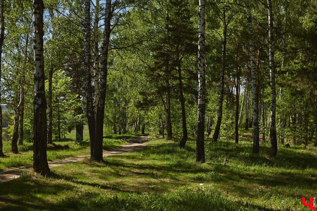 Чем вы занимаетесь в свободное время? Вот, например, Дмитрий Петров из Владимира колесит по региону на велосипеде и сажает дубы. И так уже 15 лет! За эти годы занятие ему не надоело, наоборот, каждое деревце для него маленькая победа. Их на счету молодого человека более трех сотен.