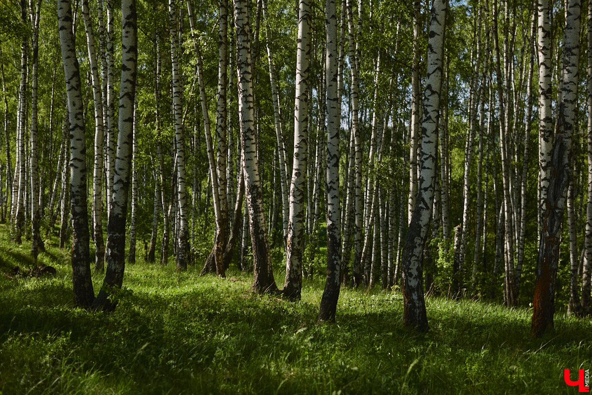 Чем вы занимаетесь в свободное время? Вот, например, Дмитрий Петров из Владимира колесит по региону на велосипеде и сажает дубы. И так уже 15 лет! За эти годы занятие ему не надоело, наоборот, каждое деревце для него маленькая победа. Их на счету молодого человека более трех сотен.