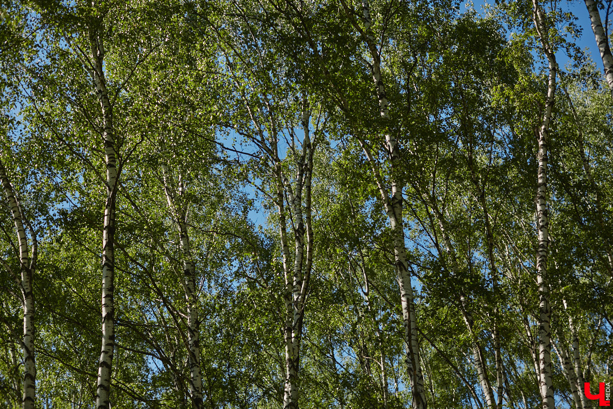 Чем вы занимаетесь в свободное время? Вот, например, Дмитрий Петров из Владимира колесит по региону на велосипеде и сажает дубы. И так уже 15 лет! За эти годы занятие ему не надоело, наоборот, каждое деревце для него маленькая победа. Их на счету молодого человека более трех сотен.
