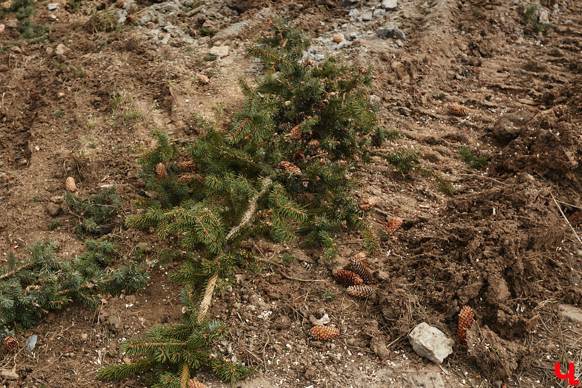 Массовая вырубка деревьев превращает областной центр в локацию из вселенной Mad Max. Воспрепятствовать появлению пустоши на месте цветущего города решили владимирские урбанисты. В чем заключается суть их нового проекта по увеличению зеленого фонда и кто может принять в нем участие, выяснил «Ключ-Медиа».