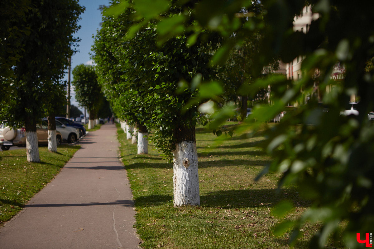 Массовая вырубка деревьев превращает областной центр в локацию из вселенной Mad Max. Воспрепятствовать появлению пустоши на месте цветущего города решили владимирские урбанисты. В чем заключается суть их нового проекта по увеличению зеленого фонда и кто может принять в нем участие, выяснил «Ключ-Медиа».
