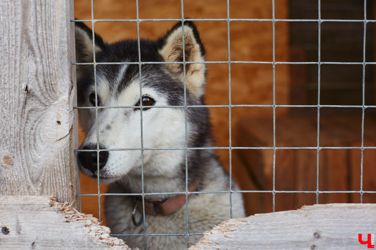 Скоро «Дом северной собаки» может получить официальный статус турцентра с присоединением к нему слова «зоо». Там появятся кемпинговая зона, гостевой домик, экотропа, будут проводиться локальные катания в упряжках. Такими грандиозными планами поделилась с «Ключ-Медиа» хозяйка 270 хвостиков Яна Ремизова, в гостях у которой мы недавно побывали.