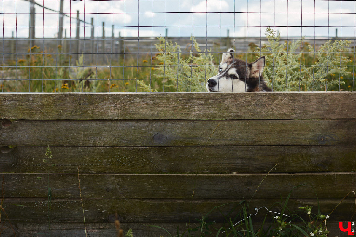 Скоро «Дом северной собаки» может получить официальный статус турцентра с присоединением к нему слова «зоо». Там появятся кемпинговая зона, гостевой домик, экотропа, будут проводиться локальные катания в упряжках. Такими грандиозными планами поделилась с «Ключ-Медиа» хозяйка 270 хвостиков Яна Ремизова, в гостях у которой мы недавно побывали.