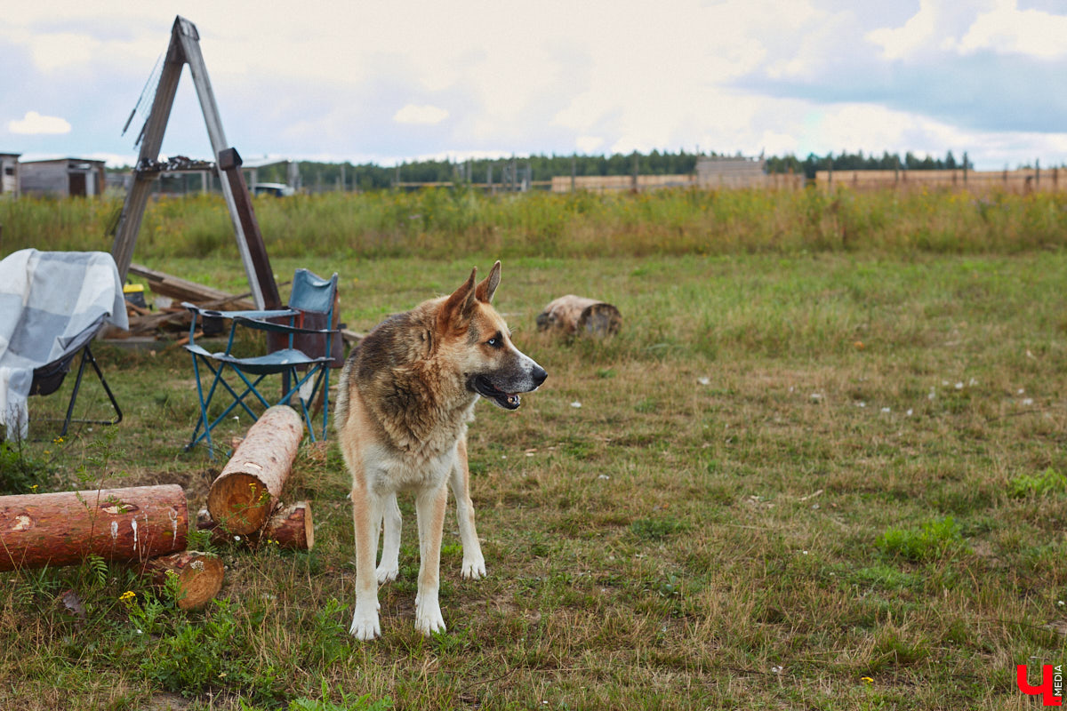 Скоро «Дом северной собаки» может получить официальный статус турцентра с присоединением к нему слова «зоо». Там появятся кемпинговая зона, гостевой домик, экотропа, будут проводиться локальные катания в упряжках. Такими грандиозными планами поделилась с «Ключ-Медиа» хозяйка 270 хвостиков Яна Ремизова, в гостях у которой мы недавно побывали.