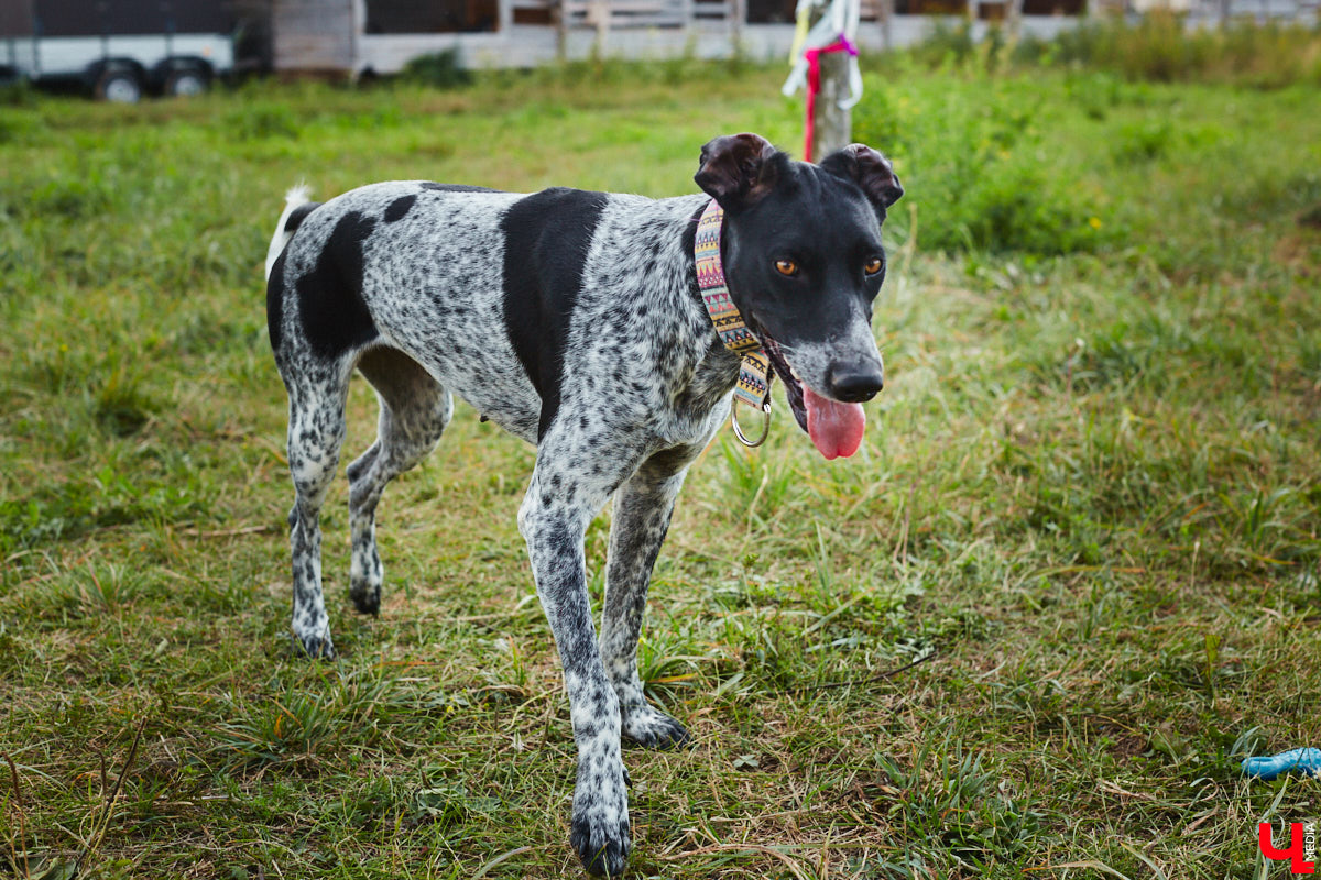 Скоро «Дом северной собаки» может получить официальный статус турцентра с присоединением к нему слова «зоо». Там появятся кемпинговая зона, гостевой домик, экотропа, будут проводиться локальные катания в упряжках. Такими грандиозными планами поделилась с «Ключ-Медиа» хозяйка 270 хвостиков Яна Ремизова, в гостях у которой мы недавно побывали.