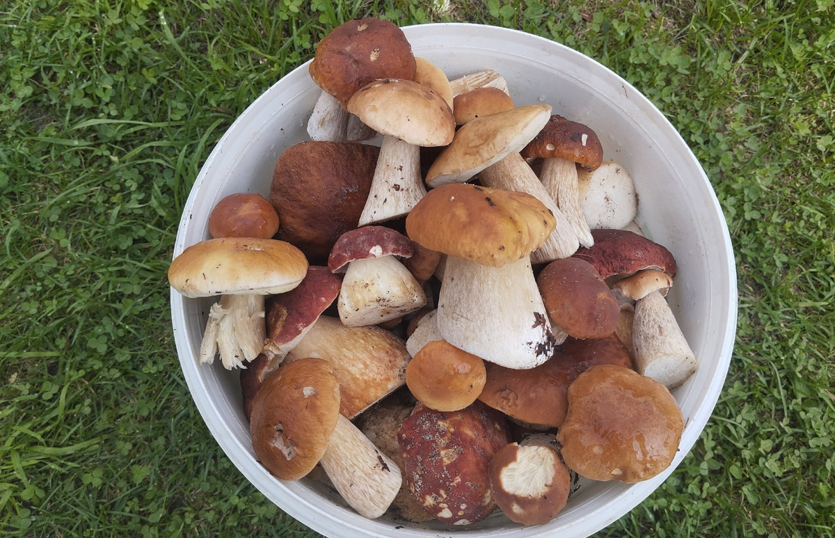 Грибники 33-го региона с гордостью делятся своими съедобными находками из леса. Урожай, говорят, в этом году хороший, но много плодовых тел, которые непригодны к употреблению в пищу. Зато выбор большой, и хватит всего пары часов, чтобы вернуться домой с полной корзинкой.