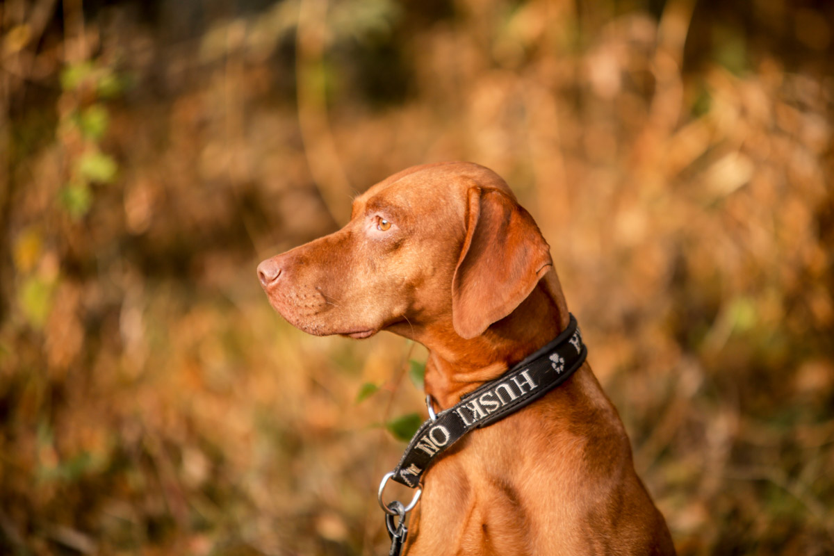 Сибирские хаски, якутские лайки, маламуты и все-все-все. Более двухсот самых красивых и дисциплинированных спортсменов собрались в живописном месте в Ковровском районе. Вместе со своими двуногими друзьями от 4 до 65 лет они стали участниками традиционных межрегиональных соревнований по ездовому спорту «Семь верст… Crazy Dog».