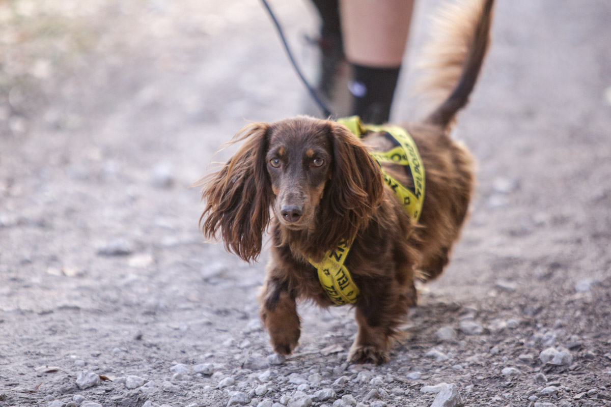 Сибирские хаски, якутские лайки, маламуты и все-все-все. Более двухсот самых красивых и дисциплинированных спортсменов собрались в живописном месте в Ковровском районе. Вместе со своими двуногими друзьями от 4 до 65 лет они стали участниками традиционных межрегиональных соревнований по ездовому спорту «Семь верст… Crazy Dog».