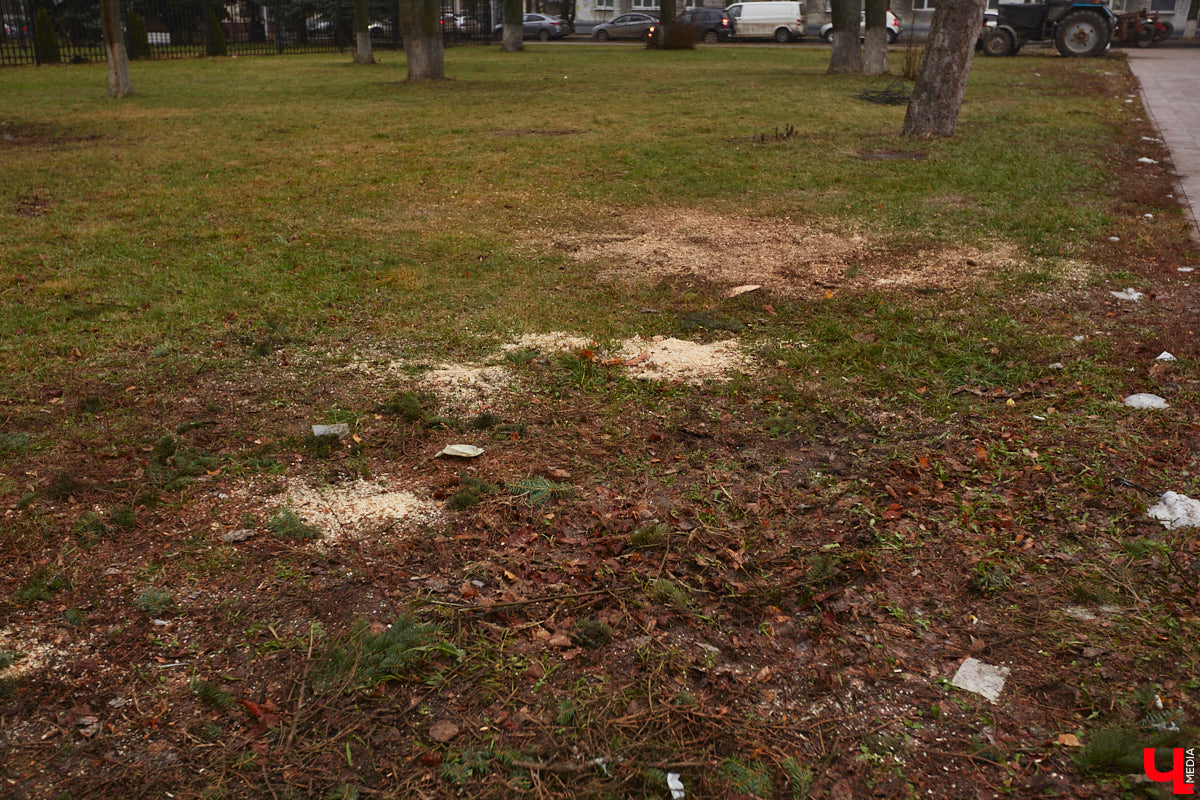 Всего за один год улицы, парки и скверы города заметно оголились. Из-за прожорливого вредителя Владимир лишился более тысячи насаждений, и это, увы, не предел. Зоны поражения есть в каждом районе областного центра. Впрочем, исчезают деревья в пугающих объемах и по вполне прозаическим причинам.