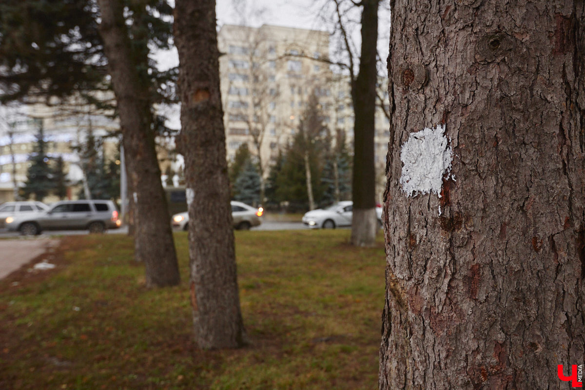 Всего за один год улицы, парки и скверы города заметно оголились. Из-за прожорливого вредителя Владимир лишился более тысячи насаждений, и это, увы, не предел. Зоны поражения есть в каждом районе областного центра. Впрочем, исчезают деревья в пугающих объемах и по вполне прозаическим причинам.