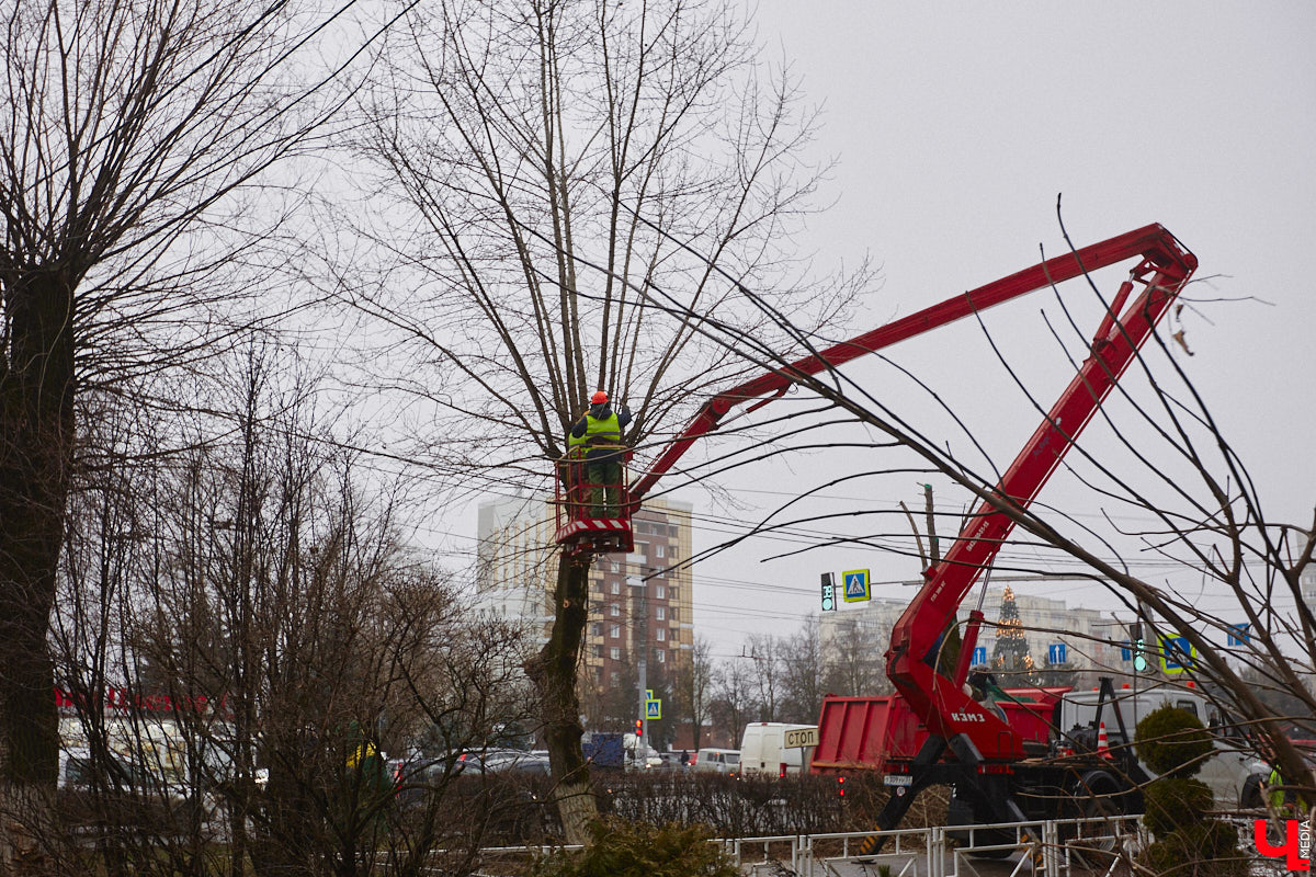 Всего за один год улицы, парки и скверы города заметно оголились. Из-за прожорливого вредителя Владимир лишился более тысячи насаждений, и это, увы, не предел. Зоны поражения есть в каждом районе областного центра. Впрочем, исчезают деревья в пугающих объемах и по вполне прозаическим причинам.