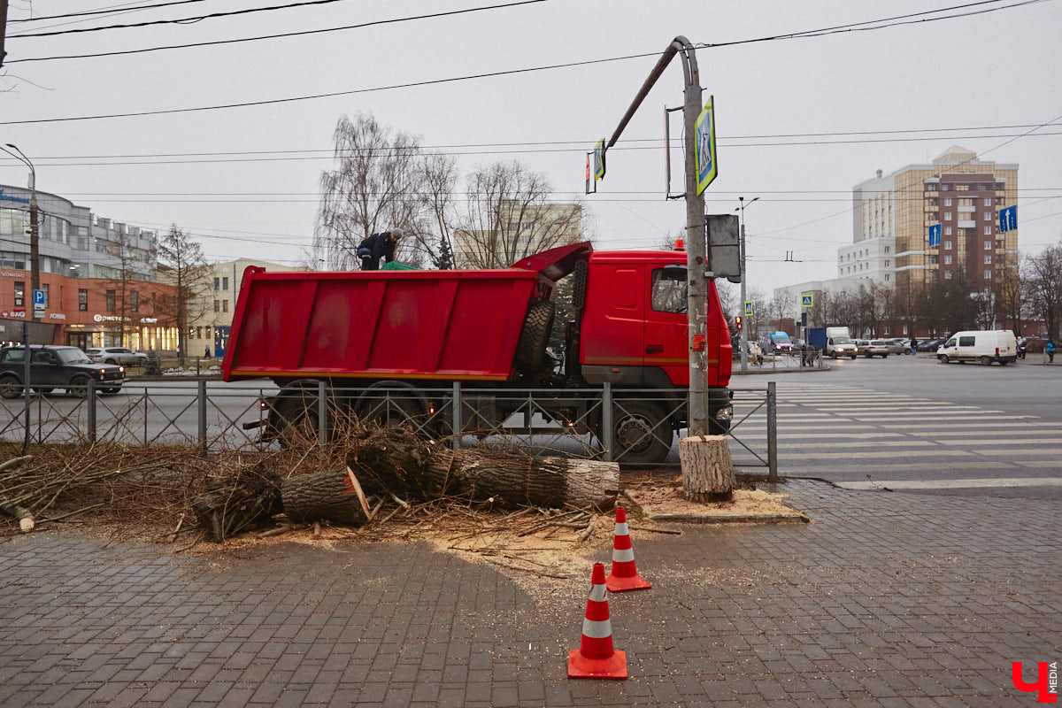 Всего за один год улицы, парки и скверы города заметно оголились. Из-за прожорливого вредителя Владимир лишился более тысячи насаждений, и это, увы, не предел. Зоны поражения есть в каждом районе областного центра. Впрочем, исчезают деревья в пугающих объемах и по вполне прозаическим причинам.