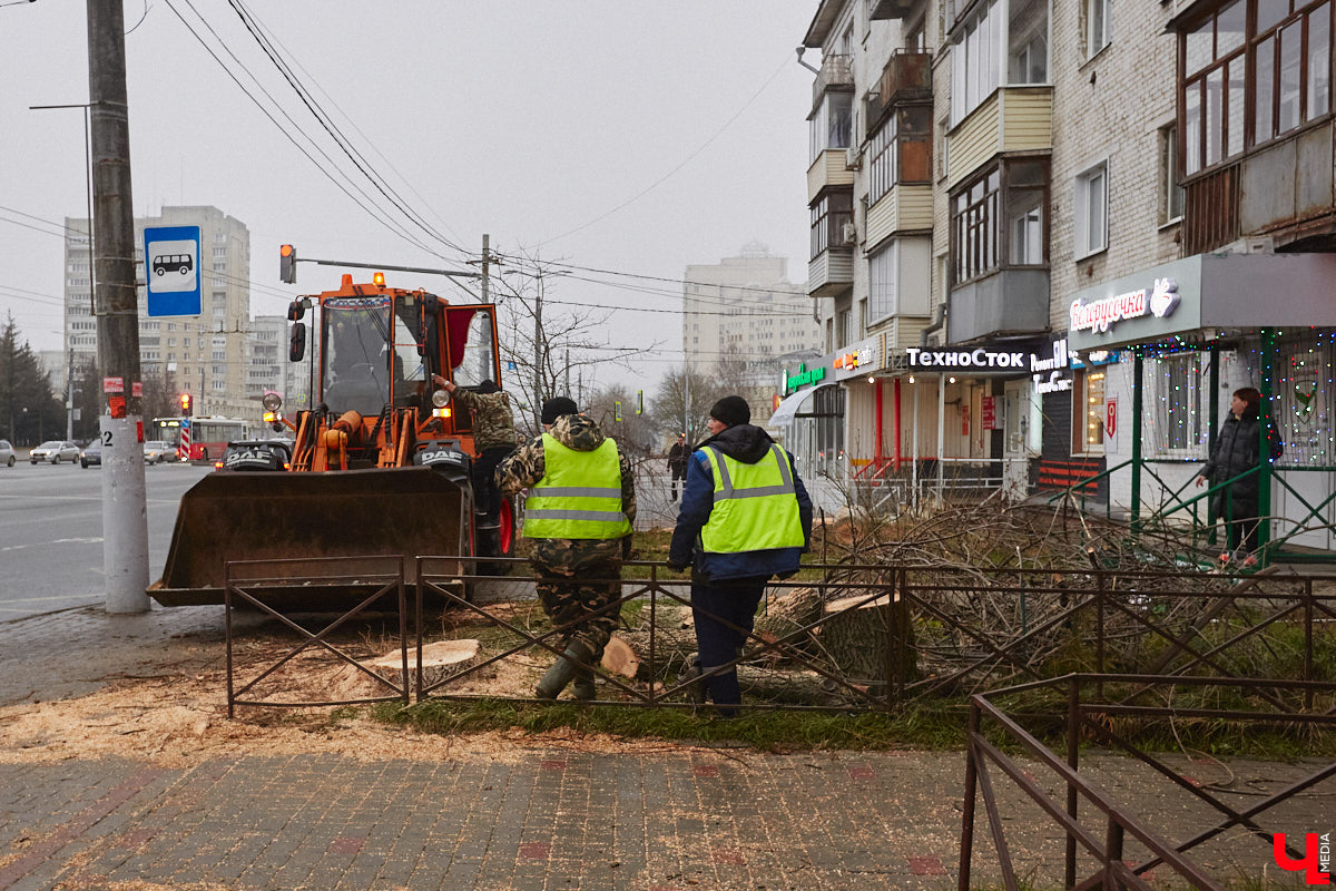 Всего за один год улицы, парки и скверы города заметно оголились. Из-за прожорливого вредителя Владимир лишился более тысячи насаждений, и это, увы, не предел. Зоны поражения есть в каждом районе областного центра. Впрочем, исчезают деревья в пугающих объемах и по вполне прозаическим причинам.