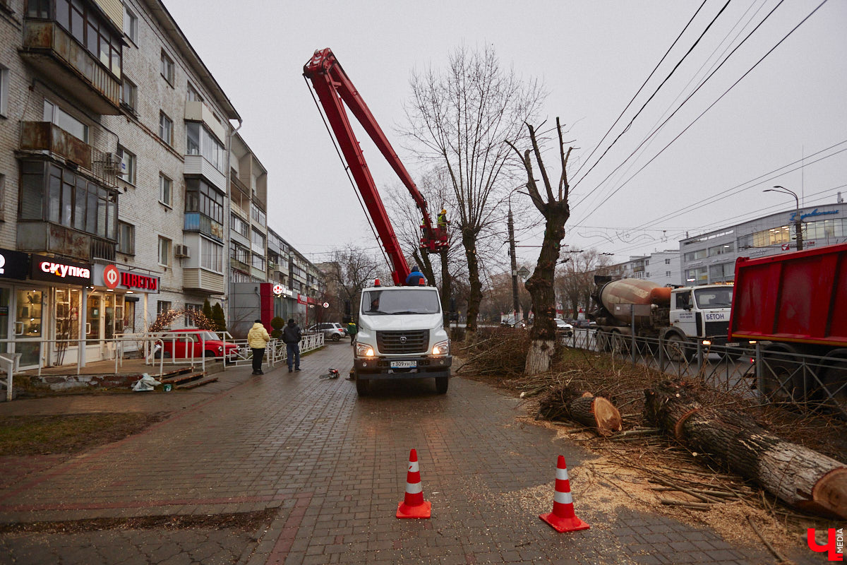 Всего за один год улицы, парки и скверы города заметно оголились. Из-за прожорливого вредителя Владимир лишился более тысячи насаждений, и это, увы, не предел. Зоны поражения есть в каждом районе областного центра. Впрочем, исчезают деревья в пугающих объемах и по вполне прозаическим причинам.