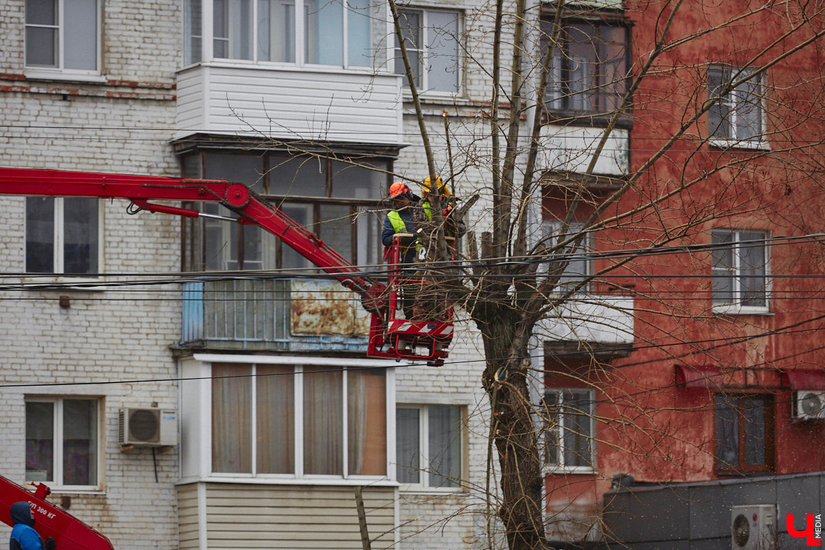 Всего за один год улицы, парки и скверы города заметно оголились. Из-за прожорливого вредителя Владимир лишился более тысячи насаждений, и это, увы, не предел. Зоны поражения есть в каждом районе областного центра. Впрочем, исчезают деревья в пугающих объемах и по вполне прозаическим причинам.