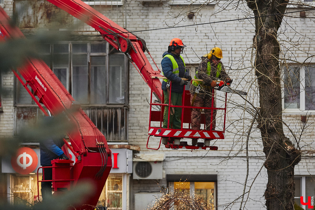 Всего за один год улицы, парки и скверы города заметно оголились. Из-за прожорливого вредителя Владимир лишился более тысячи насаждений, и это, увы, не предел. Зоны поражения есть в каждом районе областного центра. Впрочем, исчезают деревья в пугающих объемах и по вполне прозаическим причинам.