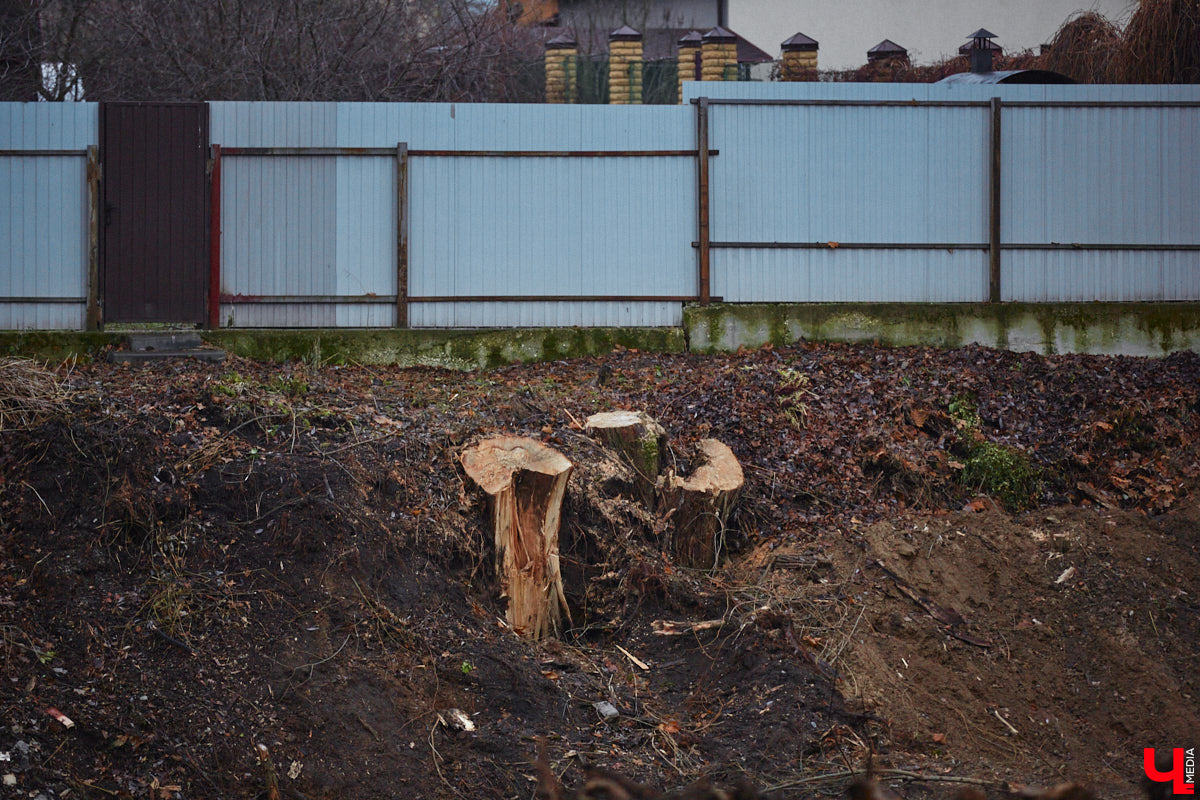Всего за один год улицы, парки и скверы города заметно оголились. Из-за прожорливого вредителя Владимир лишился более тысячи насаждений, и это, увы, не предел. Зоны поражения есть в каждом районе областного центра. Впрочем, исчезают деревья в пугающих объемах и по вполне прозаическим причинам.