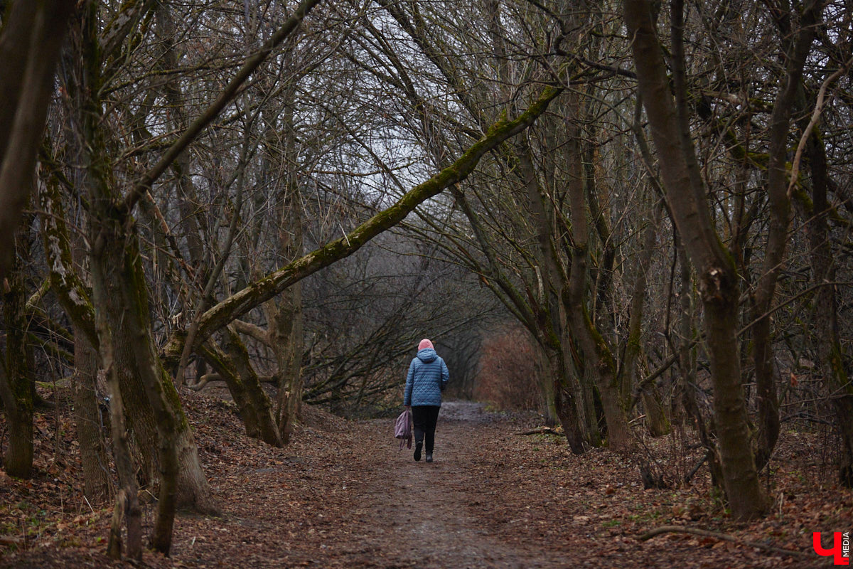 Всего за один год улицы, парки и скверы города заметно оголились. Из-за прожорливого вредителя Владимир лишился более тысячи насаждений, и это, увы, не предел. Зоны поражения есть в каждом районе областного центра. Впрочем, исчезают деревья в пугающих объемах и по вполне прозаическим причинам.