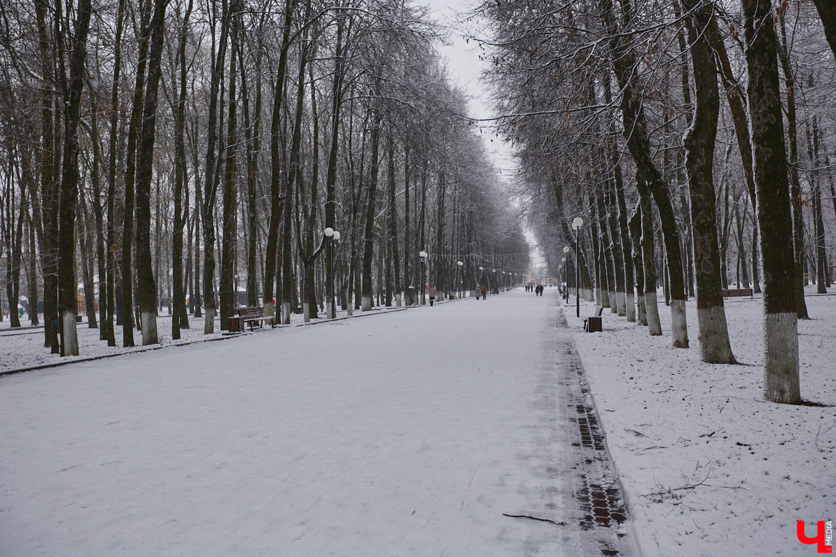 Всего за один год улицы, парки и скверы города заметно оголились. Из-за прожорливого вредителя Владимир лишился более тысячи насаждений, и это, увы, не предел. Зоны поражения есть в каждом районе областного центра. Впрочем, исчезают деревья в пугающих объемах и по вполне прозаическим причинам.