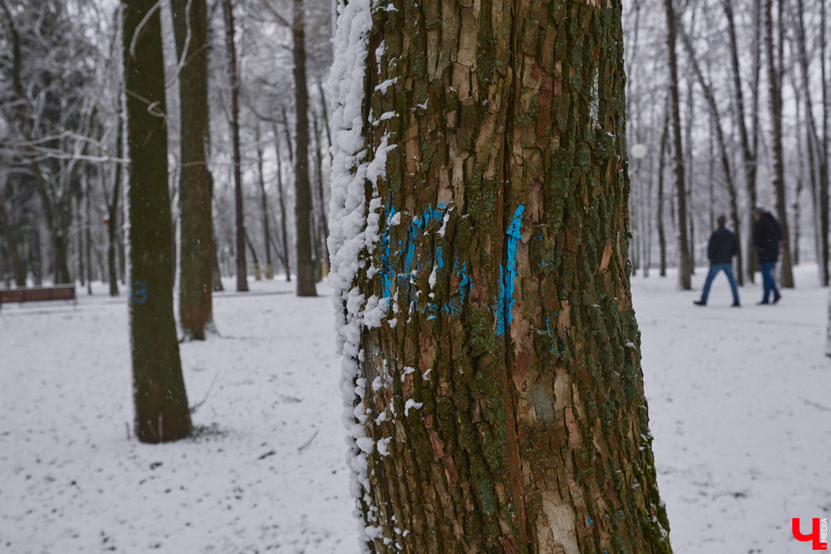 Всего за один год улицы, парки и скверы города заметно оголились. Из-за прожорливого вредителя Владимир лишился более тысячи насаждений, и это, увы, не предел. Зоны поражения есть в каждом районе областного центра. Впрочем, исчезают деревья в пугающих объемах и по вполне прозаическим причинам.