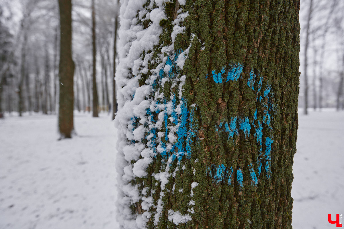 Всего за один год улицы, парки и скверы города заметно оголились. Из-за прожорливого вредителя Владимир лишился более тысячи насаждений, и это, увы, не предел. Зоны поражения есть в каждом районе областного центра. Впрочем, исчезают деревья в пугающих объемах и по вполне прозаическим причинам.