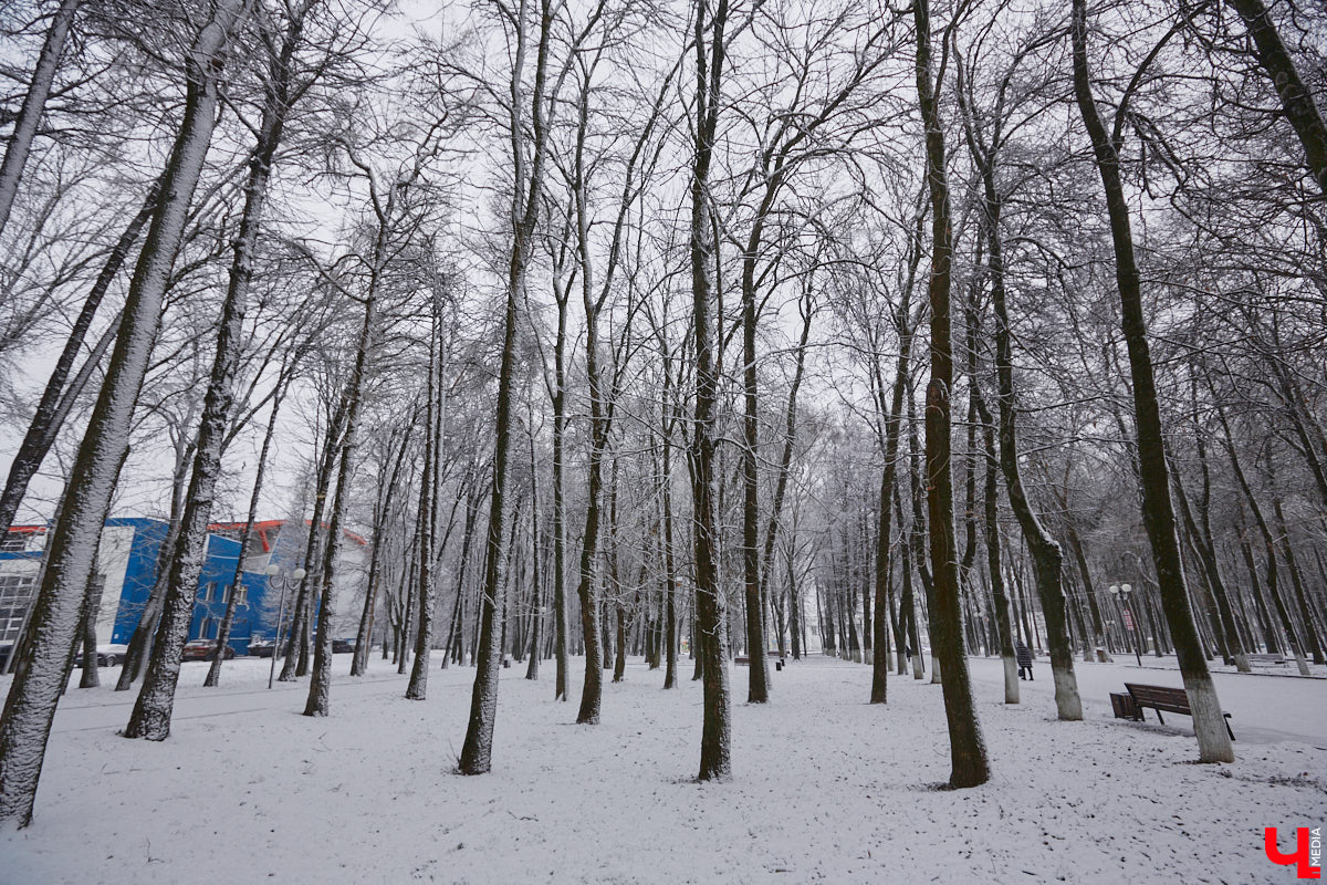 Всего за один год улицы, парки и скверы города заметно оголились. Из-за прожорливого вредителя Владимир лишился более тысячи насаждений, и это, увы, не предел. Зоны поражения есть в каждом районе областного центра. Впрочем, исчезают деревья в пугающих объемах и по вполне прозаическим причинам.