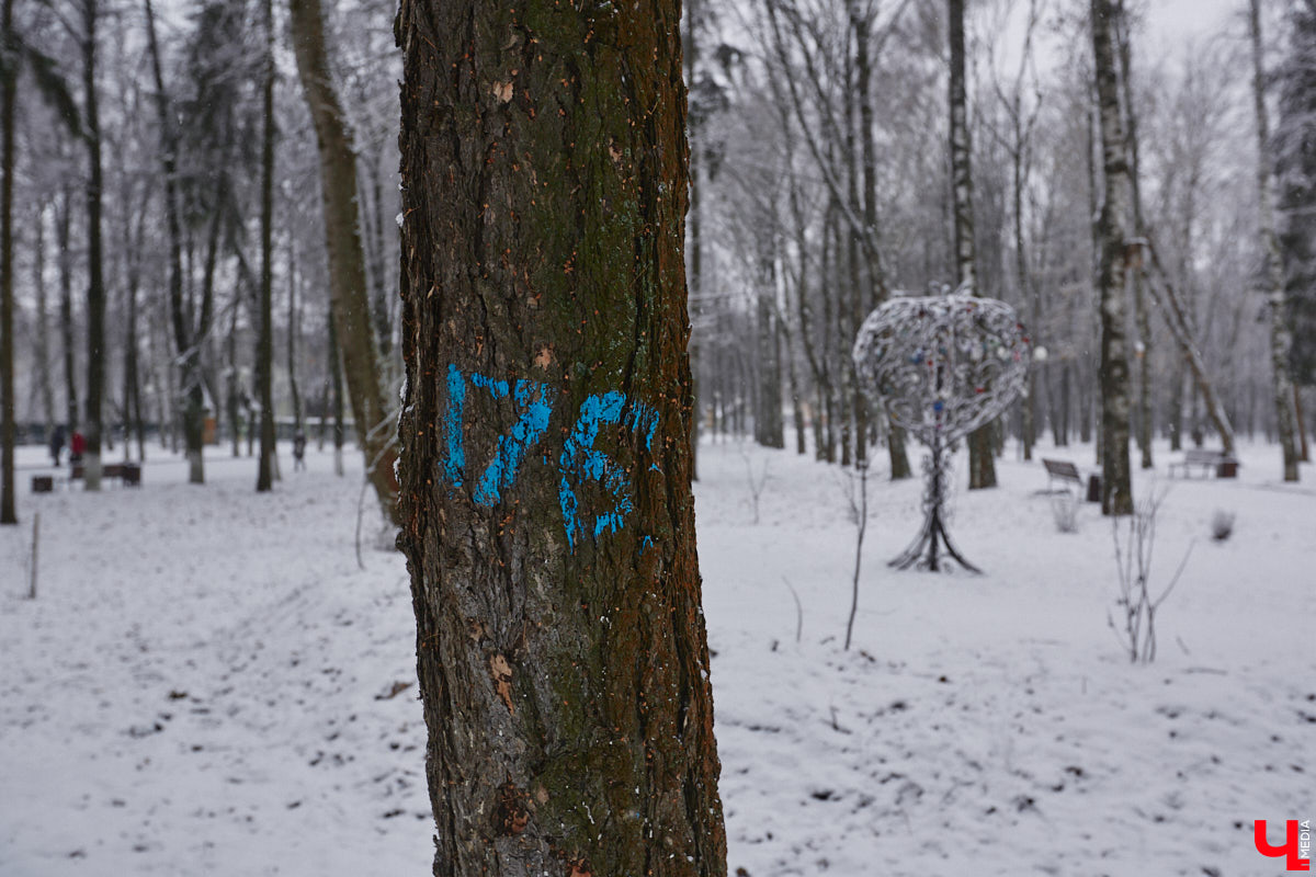 Всего за один год улицы, парки и скверы города заметно оголились. Из-за прожорливого вредителя Владимир лишился более тысячи насаждений, и это, увы, не предел. Зоны поражения есть в каждом районе областного центра. Впрочем, исчезают деревья в пугающих объемах и по вполне прозаическим причинам.