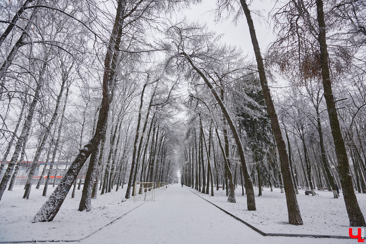 Всего за один год улицы, парки и скверы города заметно оголились. Из-за прожорливого вредителя Владимир лишился более тысячи насаждений, и это, увы, не предел. Зоны поражения есть в каждом районе областного центра. Впрочем, исчезают деревья в пугающих объемах и по вполне прозаическим причинам.