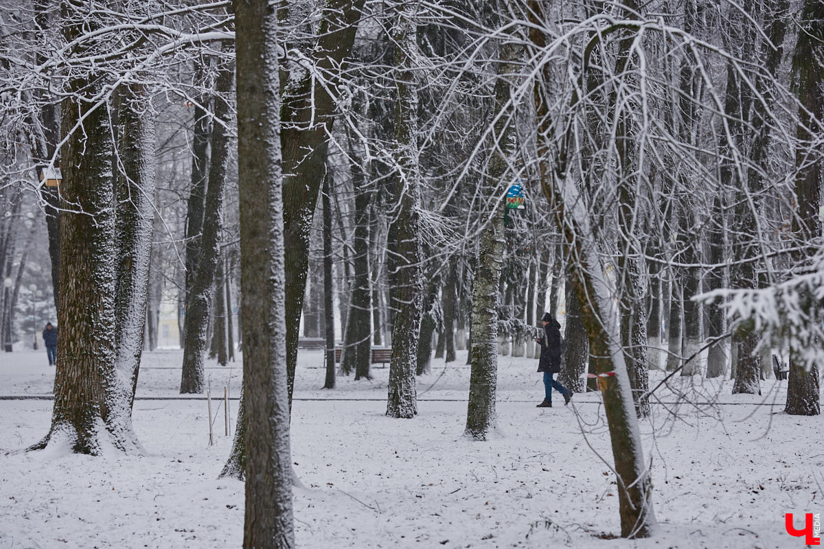 Всего за один год улицы, парки и скверы города заметно оголились. Из-за прожорливого вредителя Владимир лишился более тысячи насаждений, и это, увы, не предел. Зоны поражения есть в каждом районе областного центра. Впрочем, исчезают деревья в пугающих объемах и по вполне прозаическим причинам.