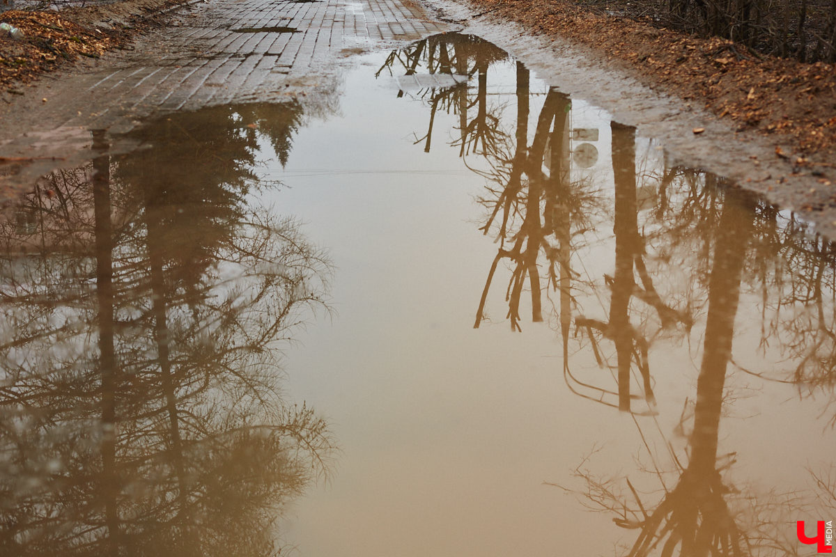 Во Владимире продолжаются кронирование и вырубка деревьев. Новые пеньки появились на проспекте Ленина и в Левитановском сквере. На очереди Большая Нижегородская, Доброе и другие локации. Правда, здоровые липы, тополя и клены пилами не трогают. Под снос идут лишь аварийные стволы и сухостой. А чтобы жители не расстраивались, к маю областной центр украсят цветами.