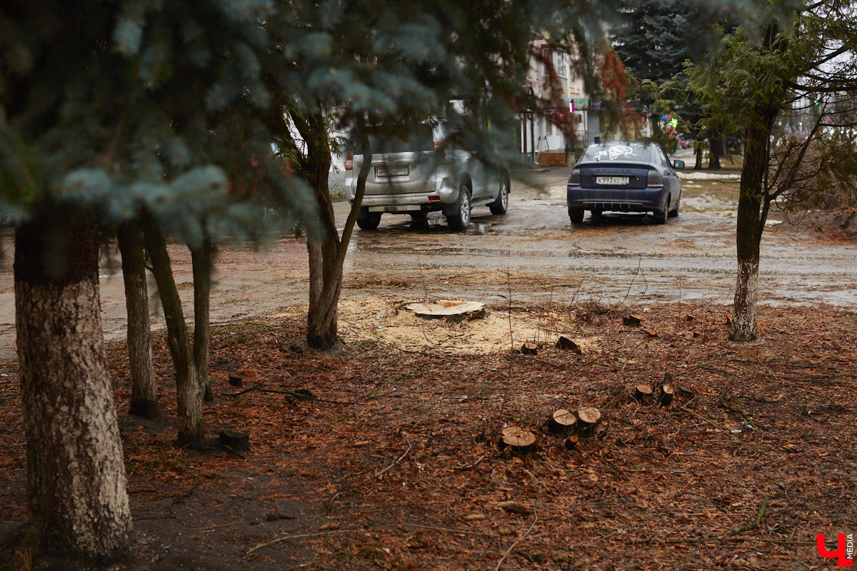 Во Владимире продолжаются кронирование и вырубка деревьев. Новые пеньки появились на проспекте Ленина и в Левитановском сквере. На очереди Большая Нижегородская, Доброе и другие локации. Правда, здоровые липы, тополя и клены пилами не трогают. Под снос идут лишь аварийные стволы и сухостой. А чтобы жители не расстраивались, к маю областной центр украсят цветами.