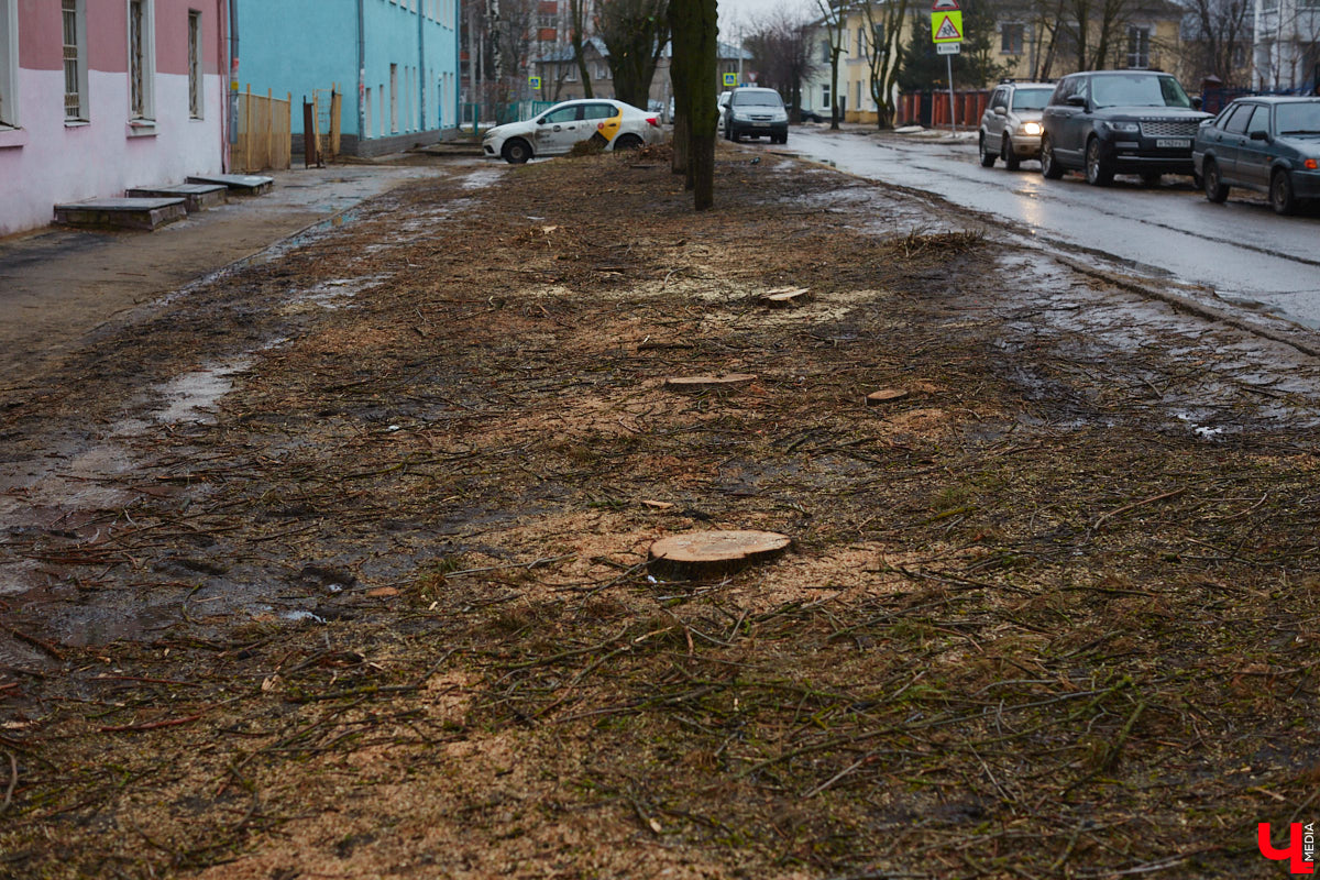 Во Владимире продолжаются кронирование и вырубка деревьев. Новые пеньки появились на проспекте Ленина и в Левитановском сквере. На очереди Большая Нижегородская, Доброе и другие локации. Правда, здоровые липы, тополя и клены пилами не трогают. Под снос идут лишь аварийные стволы и сухостой. А чтобы жители не расстраивались, к маю областной центр украсят цветами.