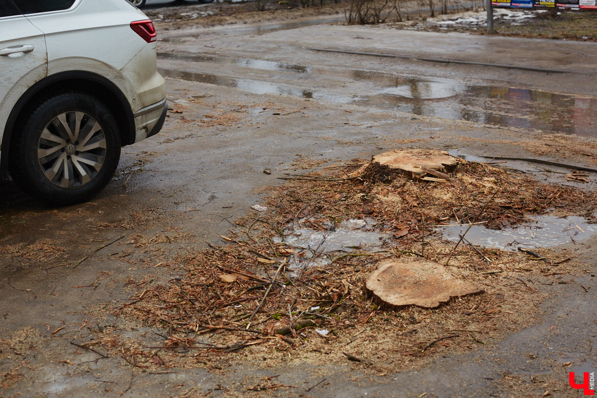 Во Владимире продолжаются кронирование и вырубка деревьев. Новые пеньки появились на проспекте Ленина и в Левитановском сквере. На очереди Большая Нижегородская, Доброе и другие локации. Правда, здоровые липы, тополя и клены пилами не трогают. Под снос идут лишь аварийные стволы и сухостой. А чтобы жители не расстраивались, к маю областной центр украсят цветами.