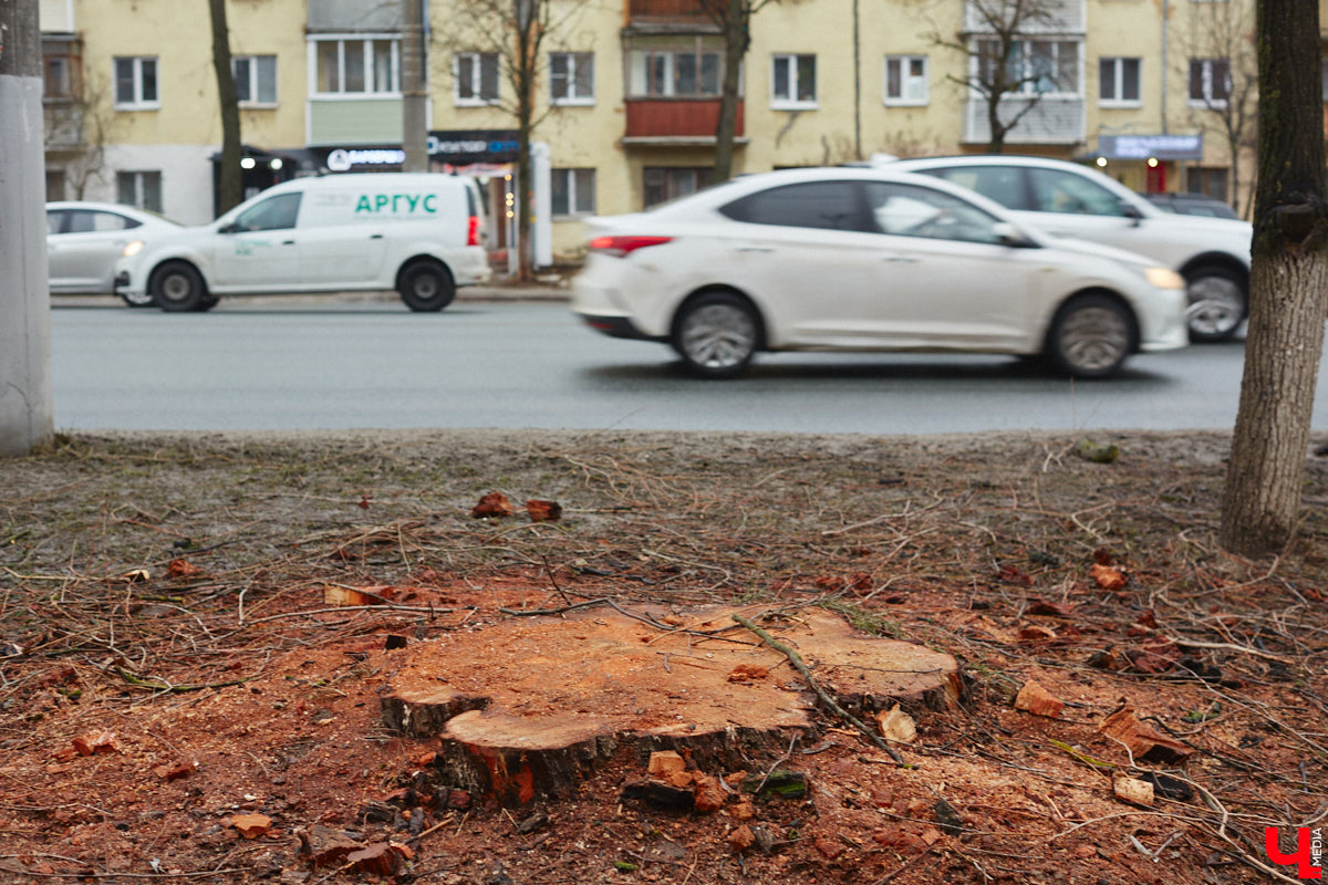 Во Владимире продолжаются кронирование и вырубка деревьев. Новые пеньки появились на проспекте Ленина и в Левитановском сквере. На очереди Большая Нижегородская, Доброе и другие локации. Правда, здоровые липы, тополя и клены пилами не трогают. Под снос идут лишь аварийные стволы и сухостой. А чтобы жители не расстраивались, к маю областной центр украсят цветами.