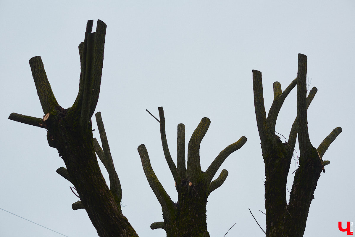 Во Владимире продолжаются кронирование и вырубка деревьев. Новые пеньки появились на проспекте Ленина и в Левитановском сквере. На очереди Большая Нижегородская, Доброе и другие локации. Правда, здоровые липы, тополя и клены пилами не трогают. Под снос идут лишь аварийные стволы и сухостой. А чтобы жители не расстраивались, к маю областной центр украсят цветами.