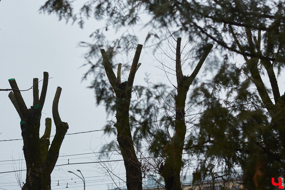 Во Владимире продолжаются кронирование и вырубка деревьев. Новые пеньки появились на проспекте Ленина и в Левитановском сквере. На очереди Большая Нижегородская, Доброе и другие локации. Правда, здоровые липы, тополя и клены пилами не трогают. Под снос идут лишь аварийные стволы и сухостой. А чтобы жители не расстраивались, к маю областной центр украсят цветами.
