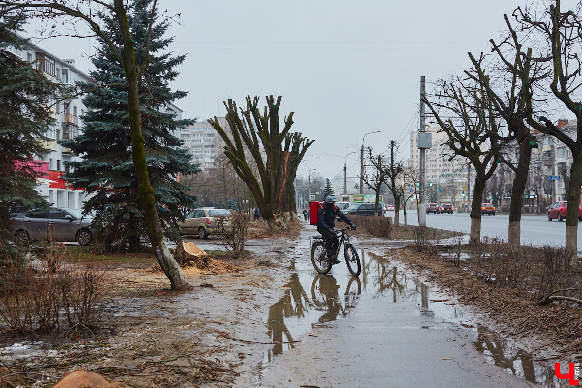 Во Владимире продолжаются кронирование и вырубка деревьев. Новые пеньки появились на проспекте Ленина и в Левитановском сквере. На очереди Большая Нижегородская, Доброе и другие локации. Правда, здоровые липы, тополя и клены пилами не трогают. Под снос идут лишь аварийные стволы и сухостой. А чтобы жители не расстраивались, к маю областной центр украсят цветами.