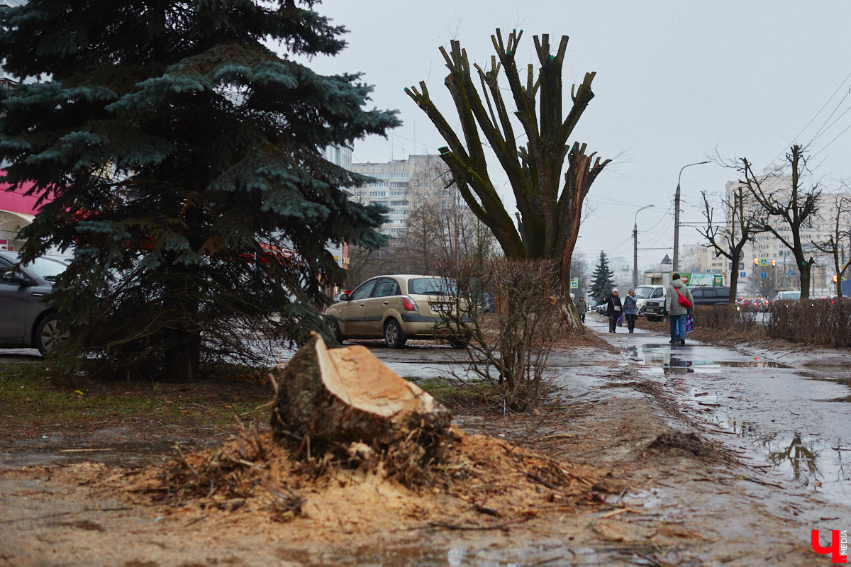 Во Владимире продолжаются кронирование и вырубка деревьев. Новые пеньки появились на проспекте Ленина и в Левитановском сквере. На очереди Большая Нижегородская, Доброе и другие локации. Правда, здоровые липы, тополя и клены пилами не трогают. Под снос идут лишь аварийные стволы и сухостой. А чтобы жители не расстраивались, к маю областной центр украсят цветами.